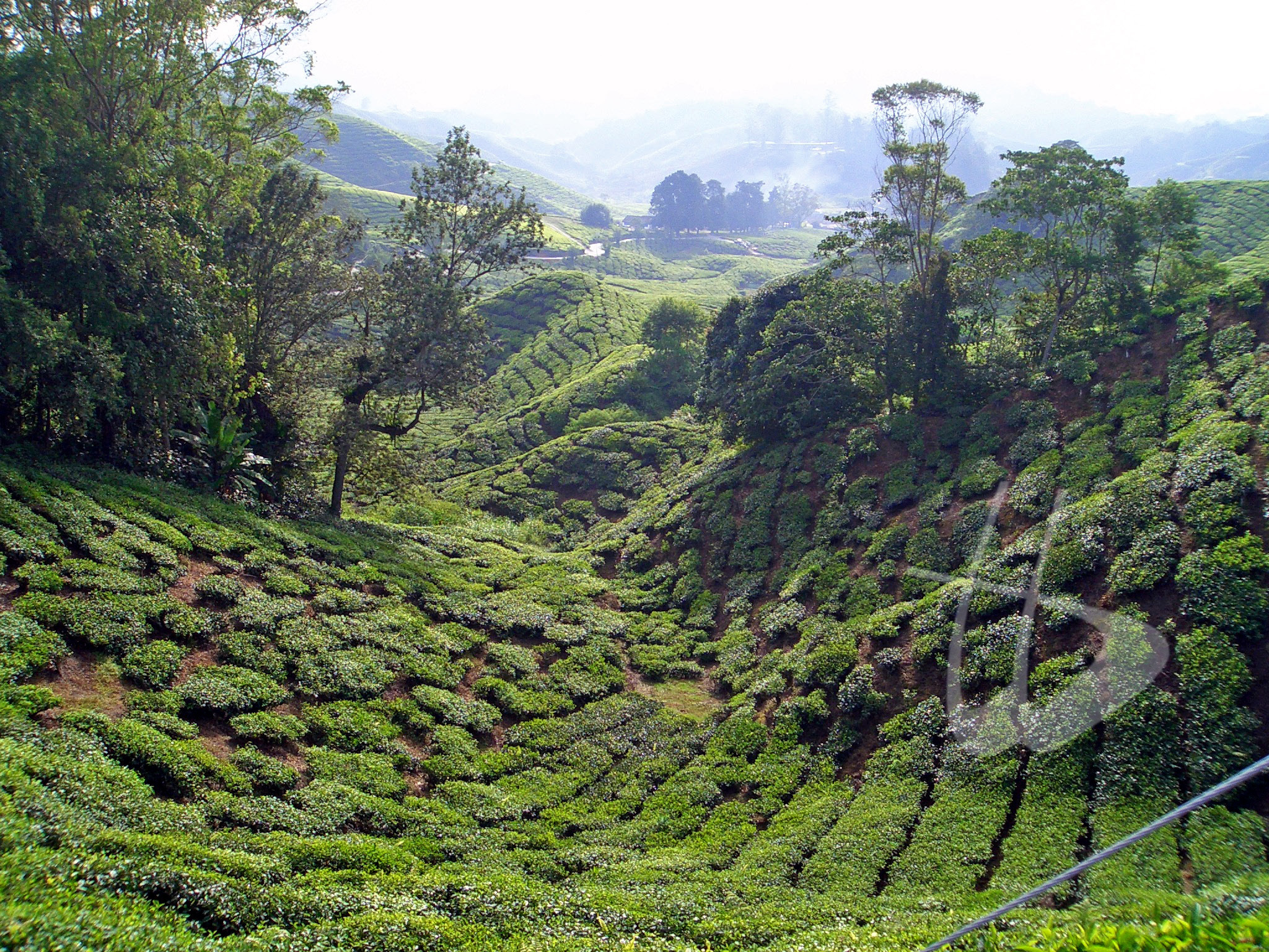 Cameron Highlands - terra di eccellenti piantagioni di tè