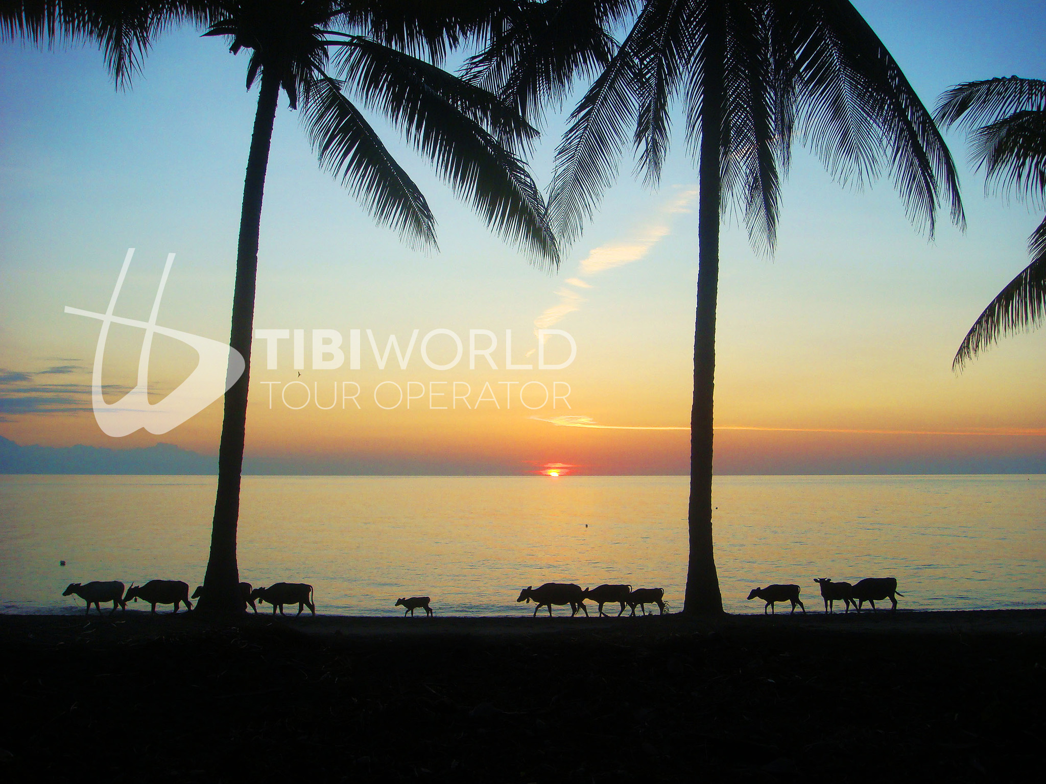 Lombok - mucche sulla spiaggia deserta al tramonto