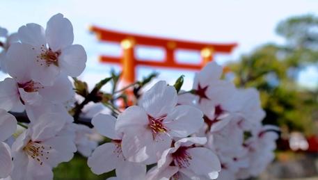 Sakura 2023