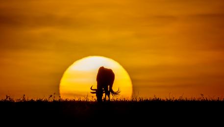 TANZANIA ADVENTURE