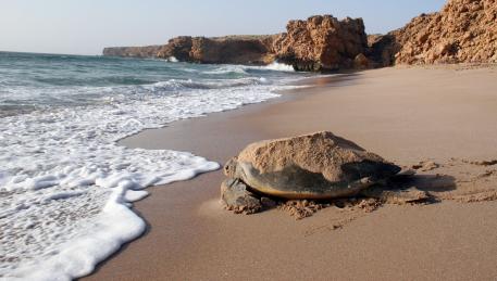 Tartarughe Marine a Ras Al Jinz