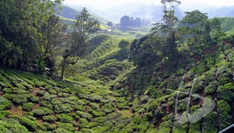 Cameron Highlands - terra di eccellenti piantagioni di tè