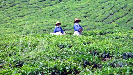 Cameron Highlands - raccoglitrici di foglie di tè