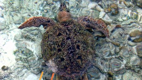 Pom Pom Island - splendido esemplare di tartaruga marina di grandi dimensioni avvistato direttamente dal pontile