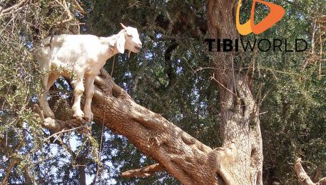 Una capretta si arrampica a mangiare le bacche di argan ci cui è ghiotta!
