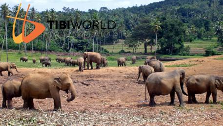 Pinnawela - Elephant Foundation dimora degli elefanti abbandonati e sperduti nelle foreste dello Sri Lanka