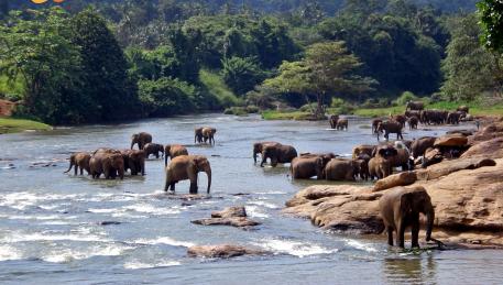 Pinnawela - bagno degli elefanti nel fiume uno dei momenti clou della giornata