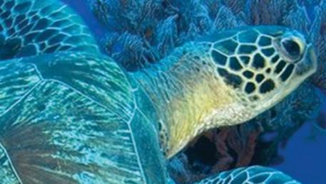 Tartaruga a Gili Trawangan