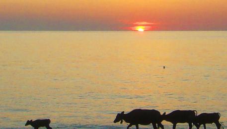 Lombok - mucche sulla spiaggia deserta al tramonto