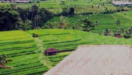 Bali - Risaie Jatiluwih patrimonio UNESCO