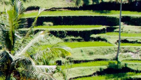 Ubud - panorama con risaie